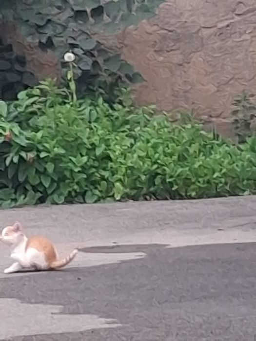 Маленькие милые котята