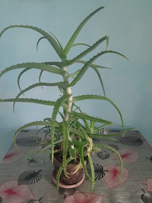 Лечебное растение Алоэ