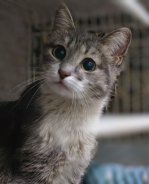 три кошечки и один кот