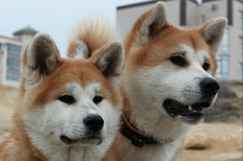 Акита-ину чистый кровь муж/жен 2/1