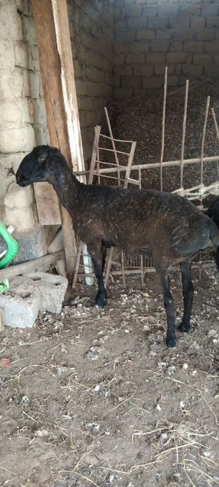 Срочнооо сатылады