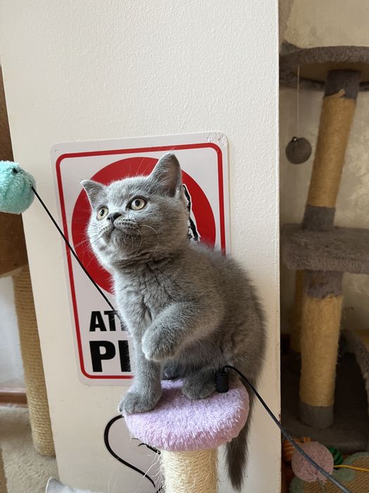 British  shorthair