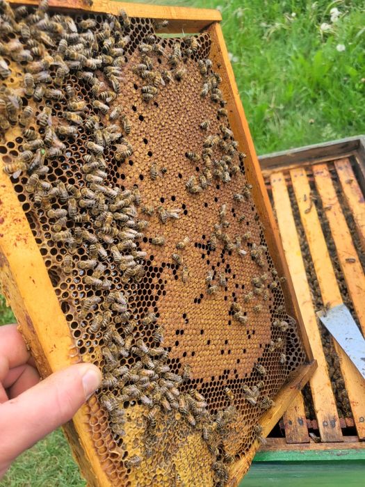 Vând albine 8 9 rame