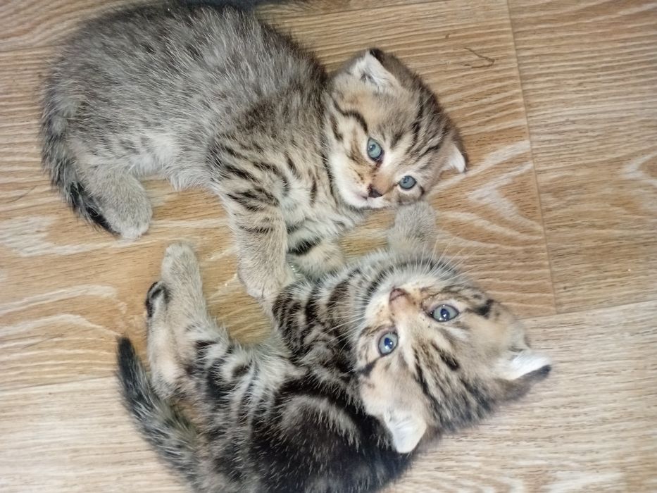 Продам вислоухих котят