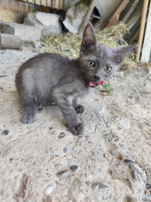 Котята в хорошие руки