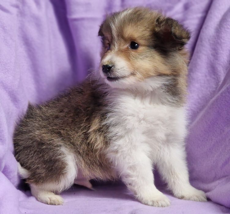 Sheltie - Shetland Sheepdog