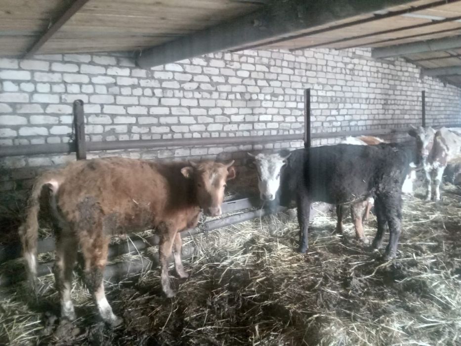 Продам быков 2025 года
