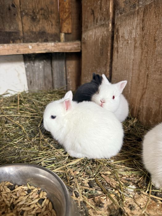 Iepurasi pitic olandez