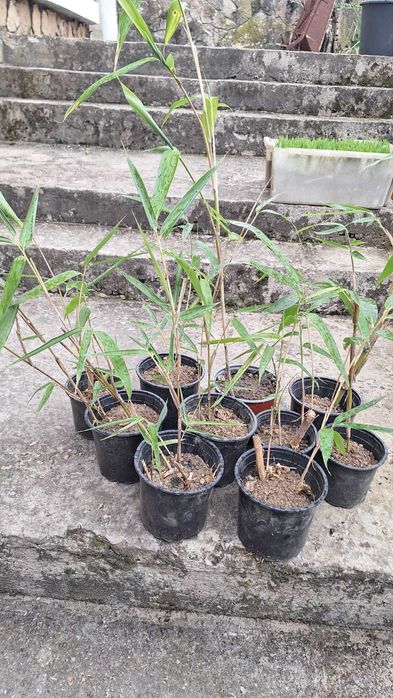 Продавам растения студоустойчив бамбук