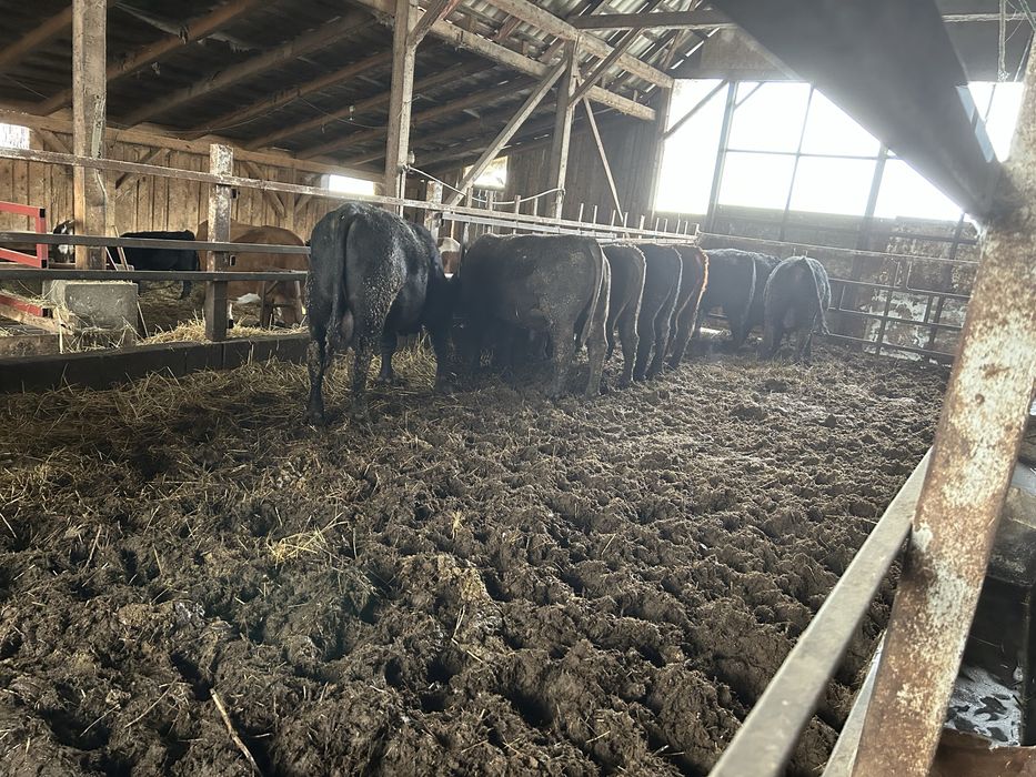 20 de taurasi angus ,vitei ,tauri