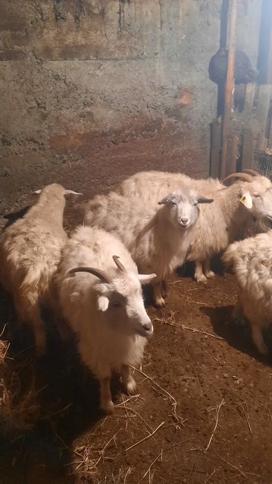 Ешкі ұрғашы 5еуіде семіз