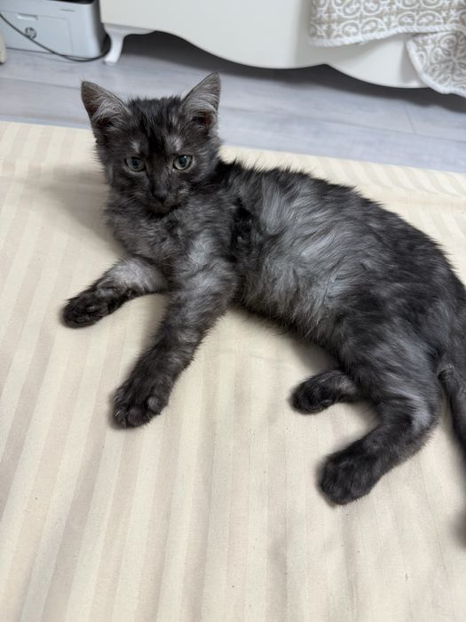 Кошечка в добрые руки