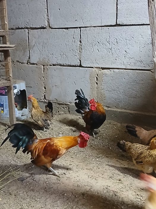 Петушки Декоративные