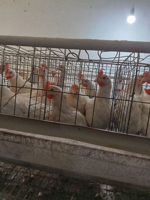 Yosh tovuqlar tez va arzon