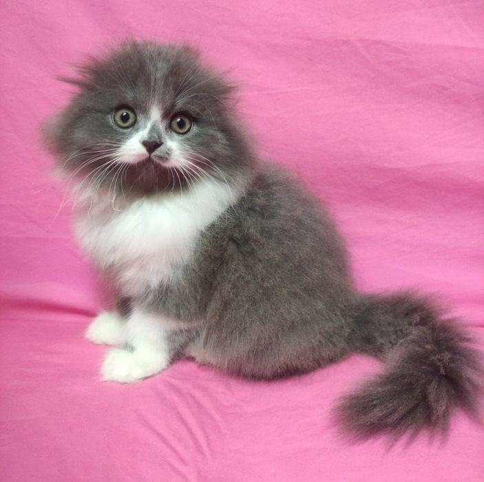 Шикарный Пончик!