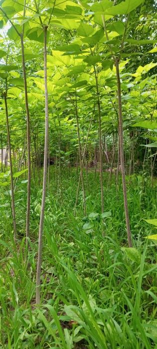 Декаратив кочатлар