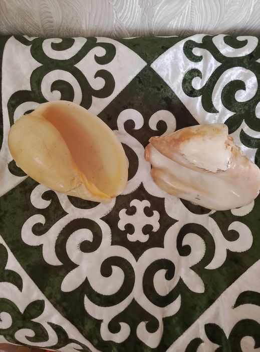 Ракушки океанские