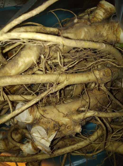 Продам хрен домашний