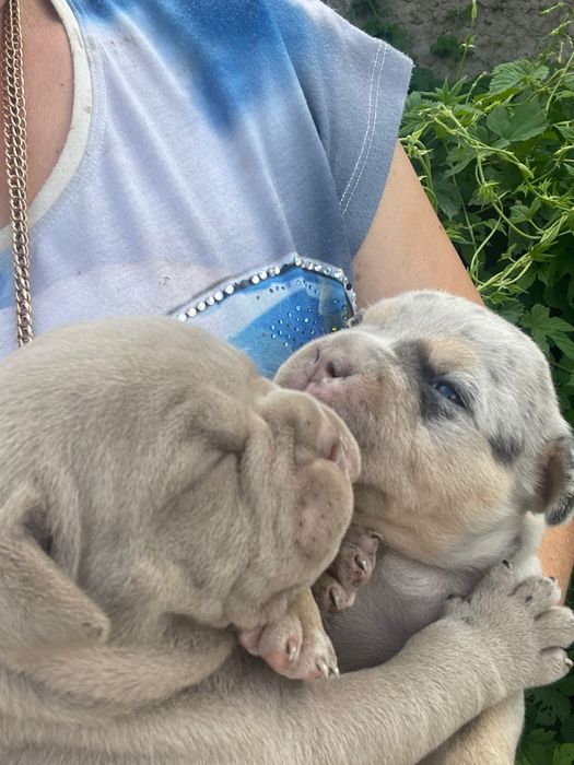 Американский булли