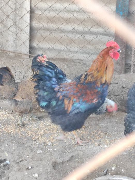 Продам молодых петухов