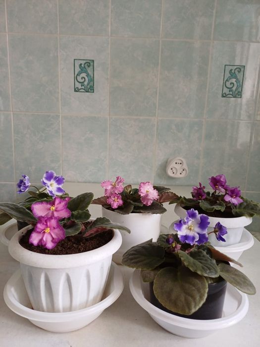 Продаются различные цветы