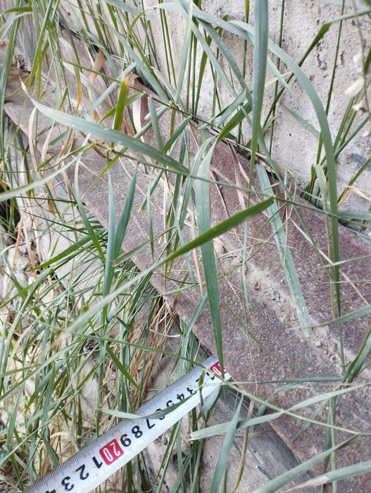 Temir Ugolnik bor sotiladi