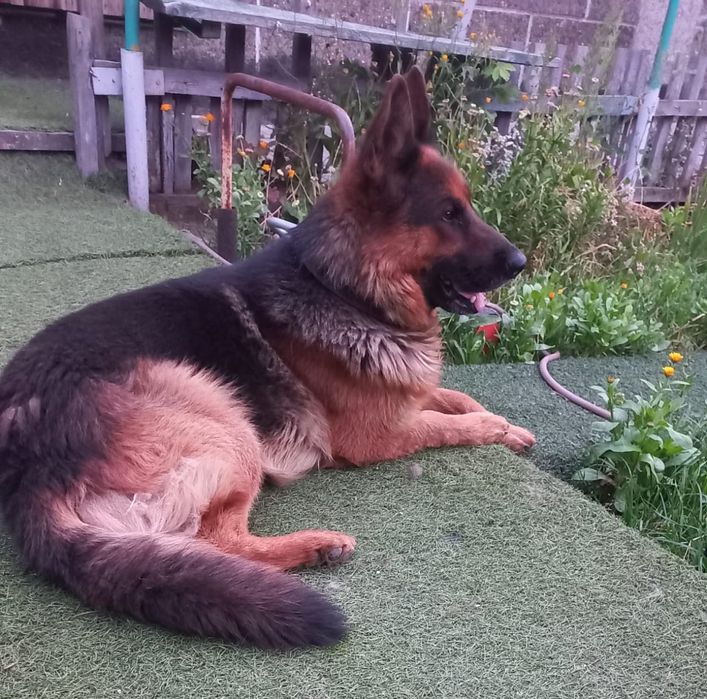 Вязка немецкая овчарка.