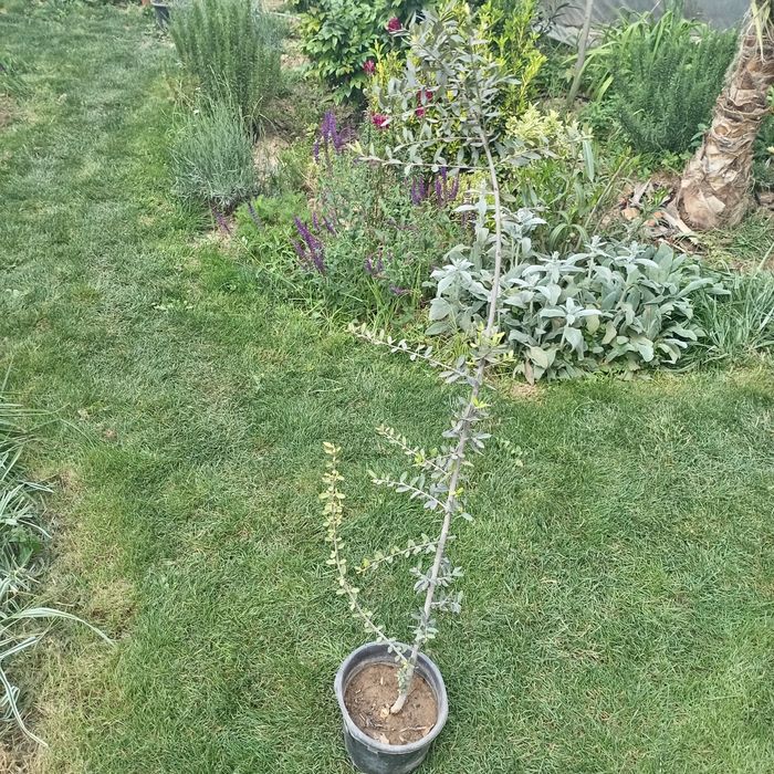 Олива европейская / Зайтун / Zaytun  (Olea europaea) — 150 см
