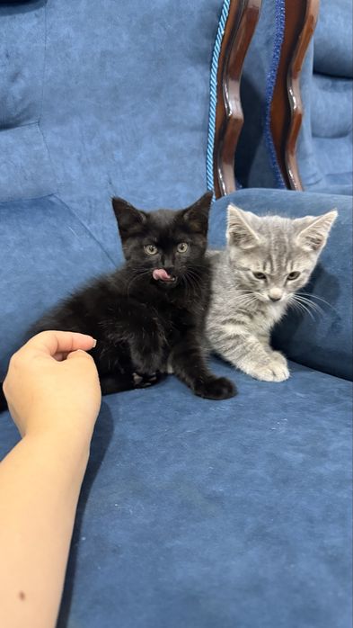 отдаем котят безплатно в хорошие руки . малчик и девочка,