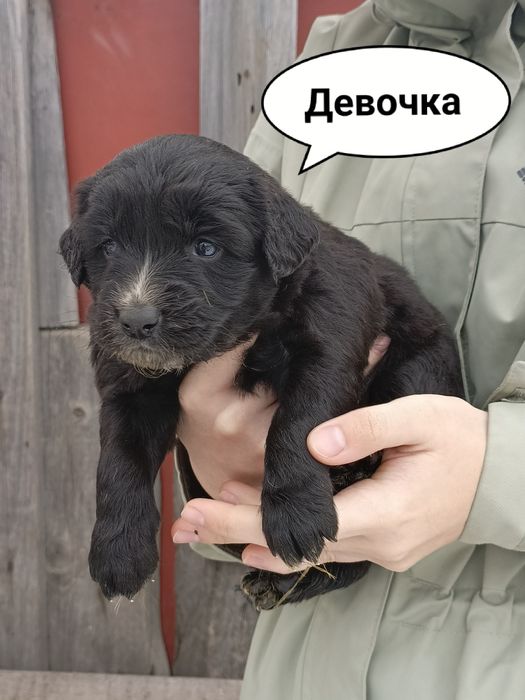 Щенки бесплатно!!! Срочно!