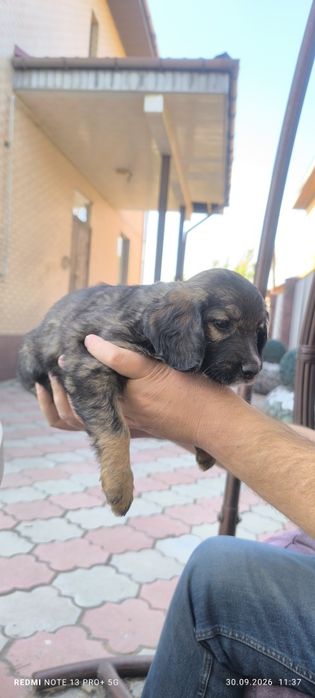 Щенки спаниэля девочки