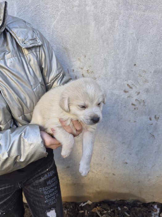 Pui de căței pentru adopție – caută familii responsabile