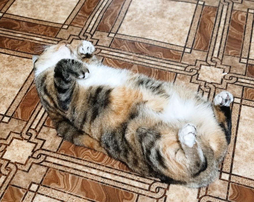 Отдам кошку стерелизованная