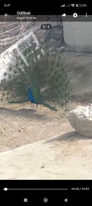 Tovus  erkagi katta chiroyli