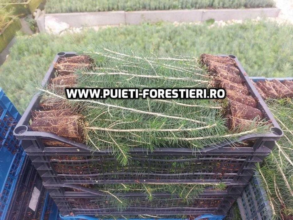 Puieti containerizati molid (Picea abies) apti de plantat