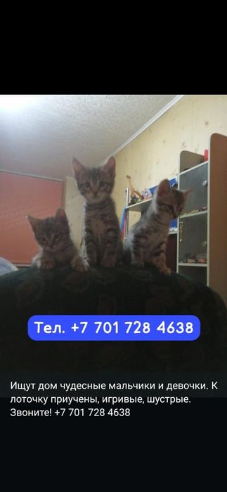 Котята в добрые руки