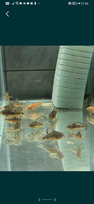 Sanitari         .
