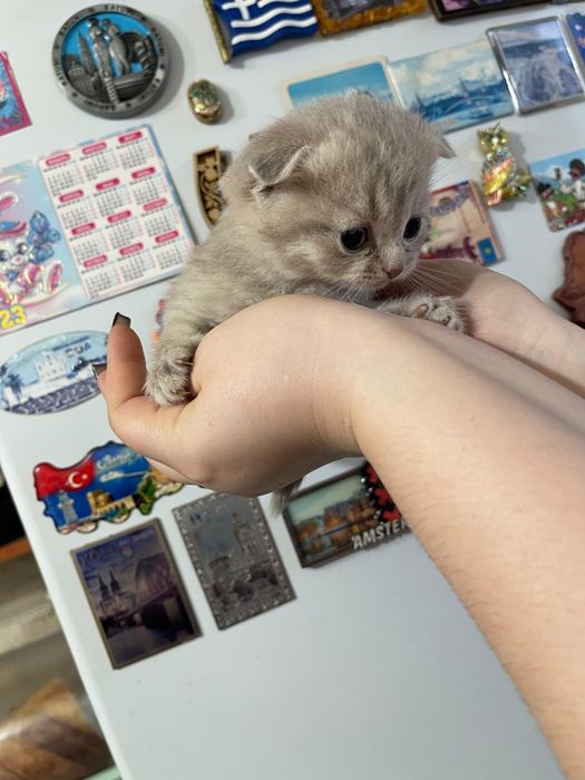 Шотландские котята Девочки