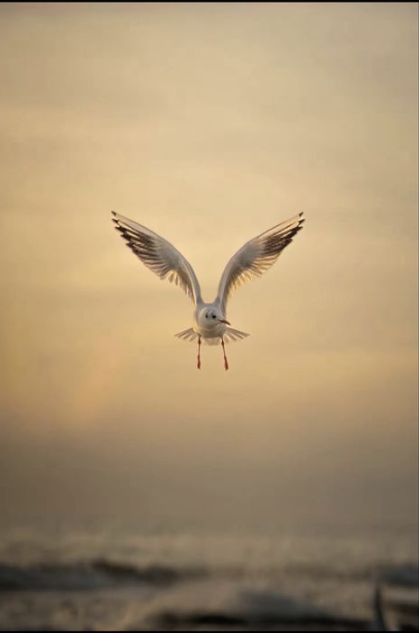 Камера Sony a6400kit,  с доп объективом