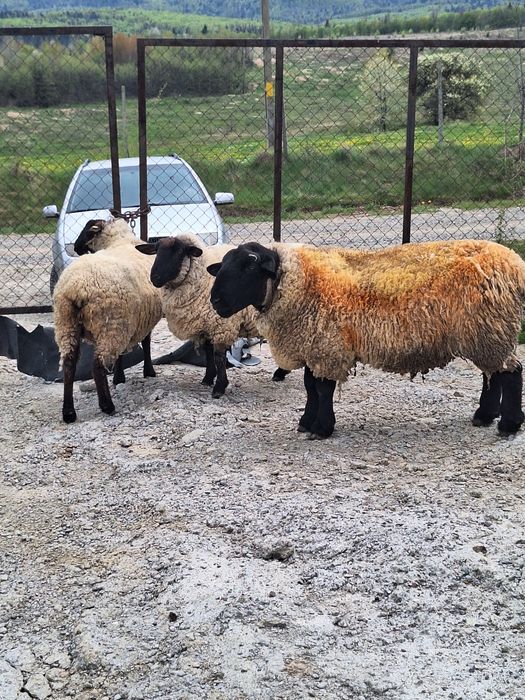 Vând un berbec și două oi Suffolk