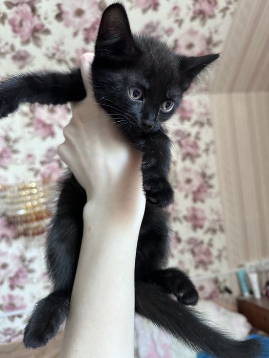 Отдам котят в хорошие руки