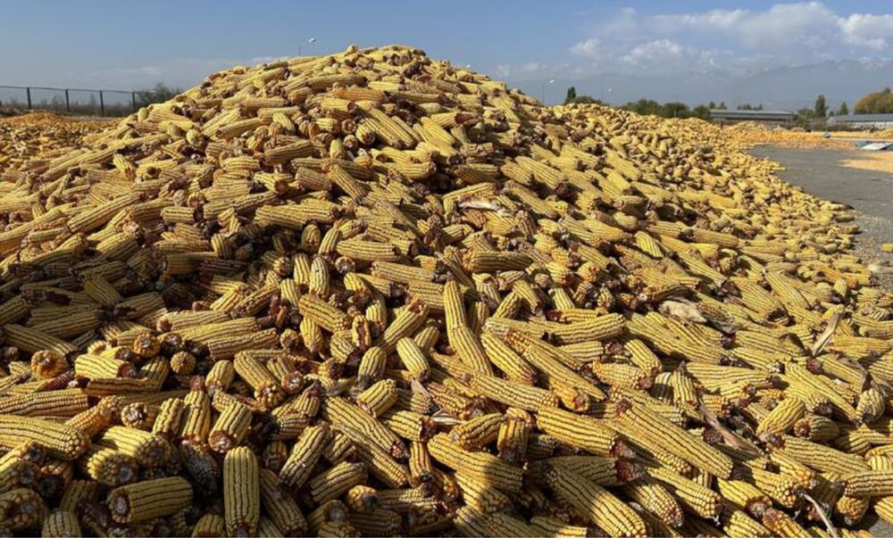 Зерна в мешках и россыпью