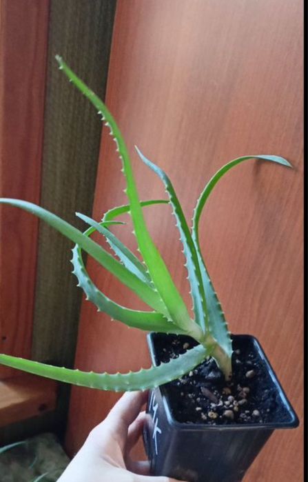 Алоэ лечебный  700 тенге