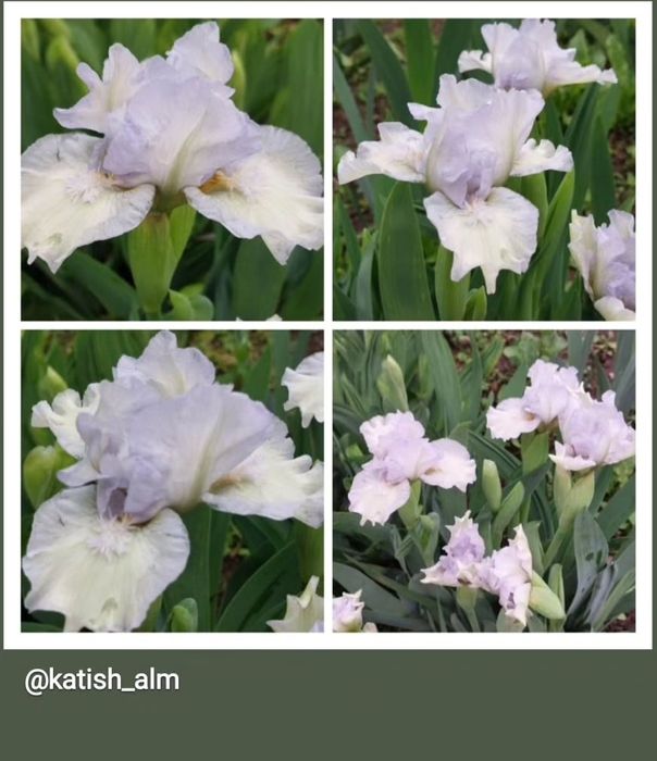 Карликовые ирисы