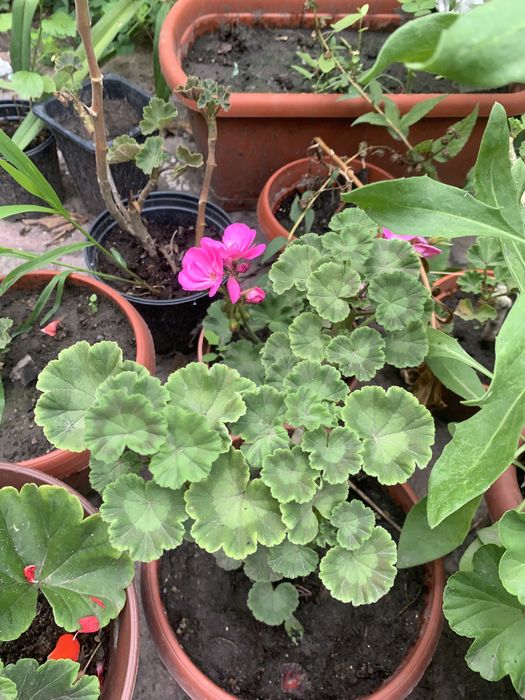 Продам комнатные цветы