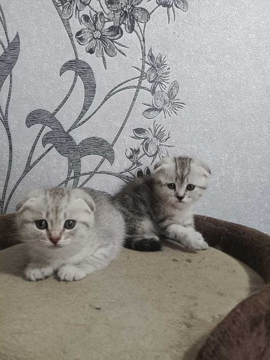 Котята шотландцы вислоухие