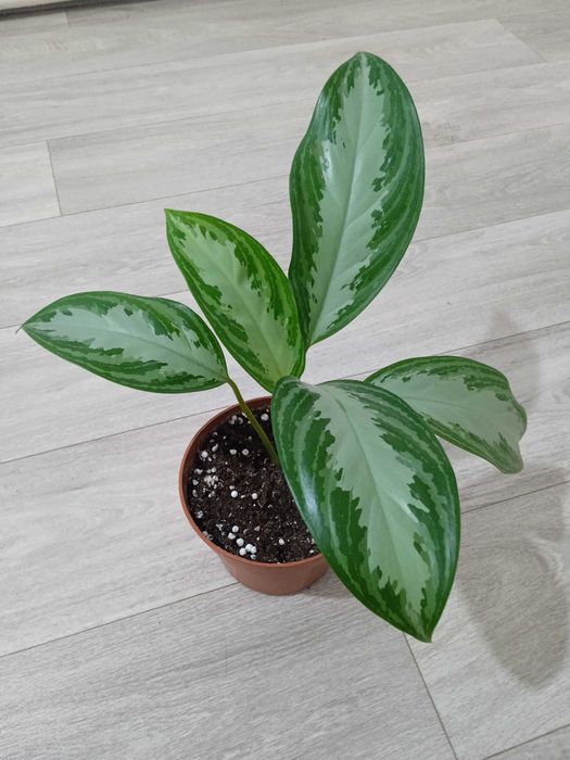 Продам аглаонему