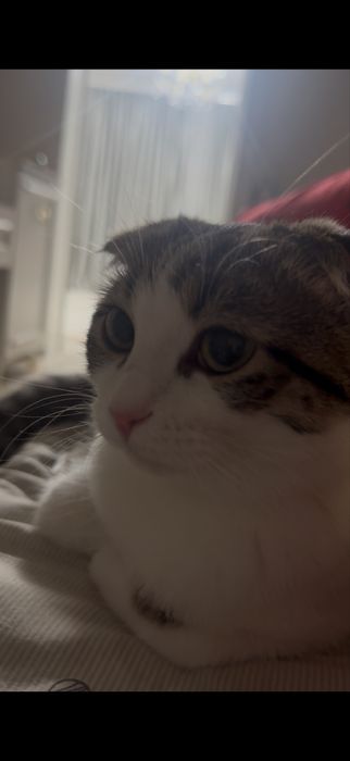 Котенок,вислоухи.