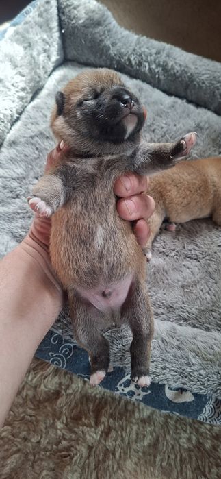 Щенки Сиба-ину Сибаину