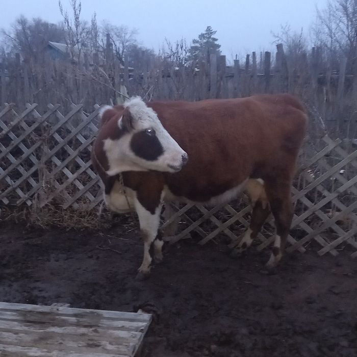 Сиыр өте жақсы бағамен